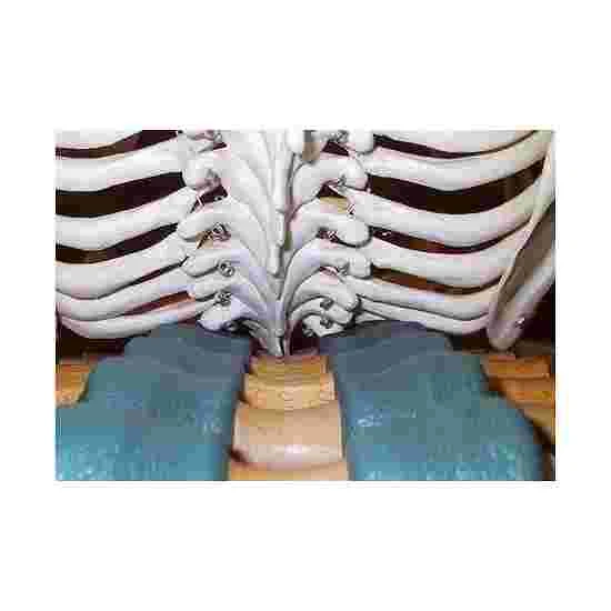 Back Stretcher 8 Back Stretcher - Image 6